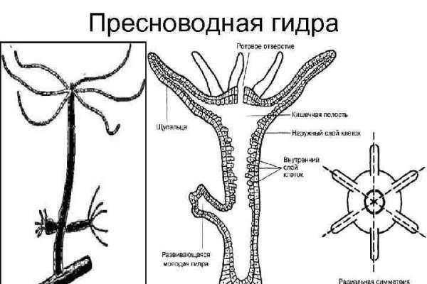 Kraken пользователь не найден при входе